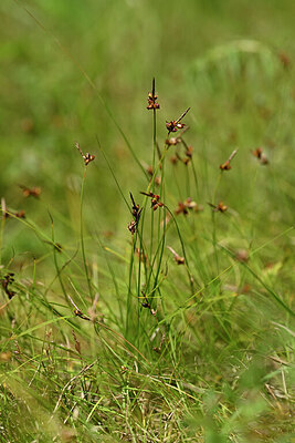 BUITEN BEELD Foto: 435421