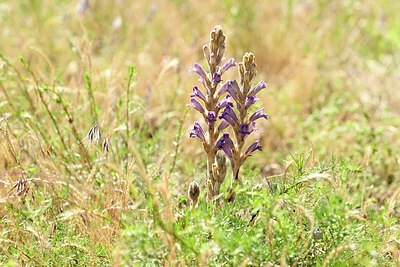 BUITEN BEELD Foto: 435425