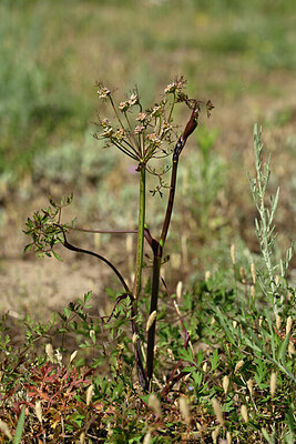 BUITEN BEELD Foto: 435426