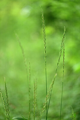 BUITEN BEELD Foto: 435428