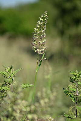 BUITEN BEELD Foto: 435437