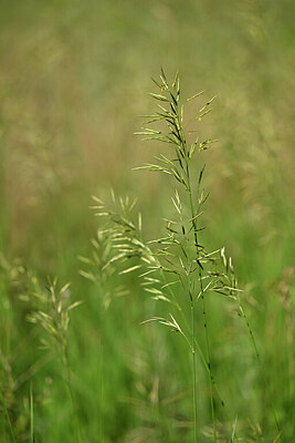 BUITEN BEELD Foto: 435439