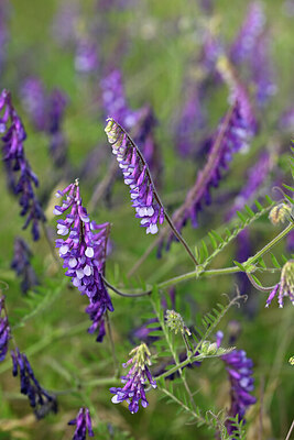 BUITEN BEELD Foto: 435442