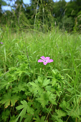 BUITEN BEELD Foto: 435445