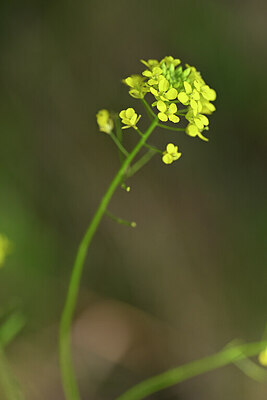 BUITEN BEELD Foto: 435446