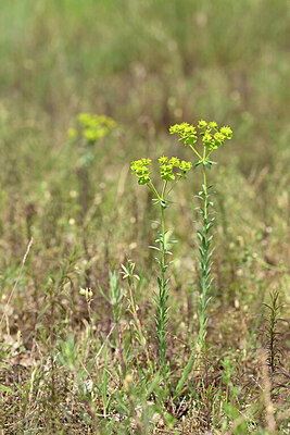BUITEN BEELD Foto: 435450