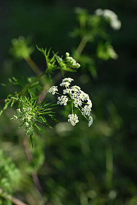 BUITEN BEELD Foto: 435454