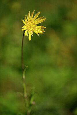 BUITEN BEELD Foto: 435456