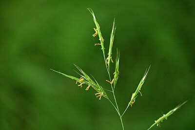 BUITEN BEELD Foto: 435457