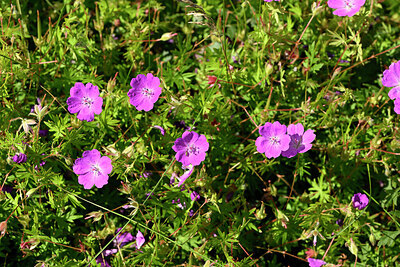 BUITEN BEELD Foto: 435459