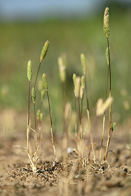 BUITEN BEELD Foto: 435460