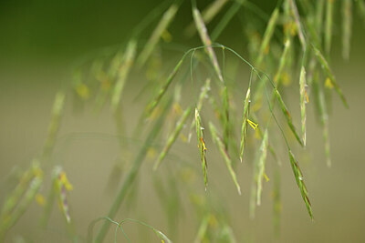 BUITEN BEELD Foto: 435461
