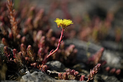 BUITEN BEELD Foto: 435462