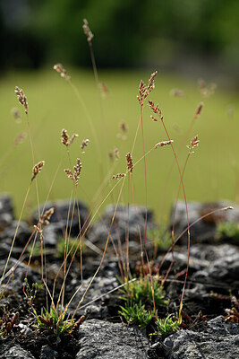 BUITEN BEELD Foto: 435468