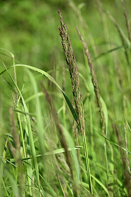 BUITEN BEELD Foto: 435471