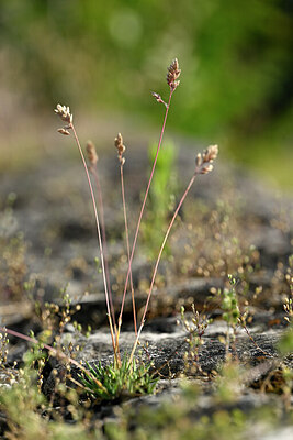 BUITEN BEELD Foto: 435474