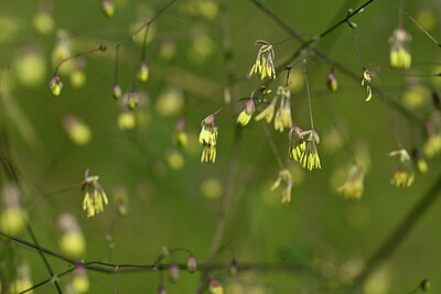 BUITEN BEELD Foto: 435475