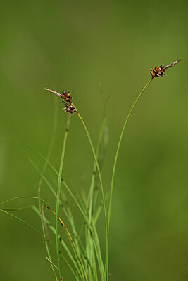 BUITEN BEELD Foto: 435476