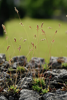 BUITEN BEELD Foto: 435479
