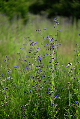 BUITEN BEELD Foto: 435481