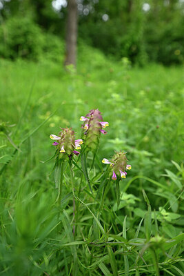 BUITEN BEELD Foto: 435483