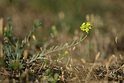 BUITEN BEELD Foto: 435485