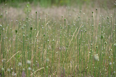 BUITEN BEELD Foto: 435488