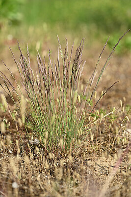 BUITEN BEELD Foto: 435489