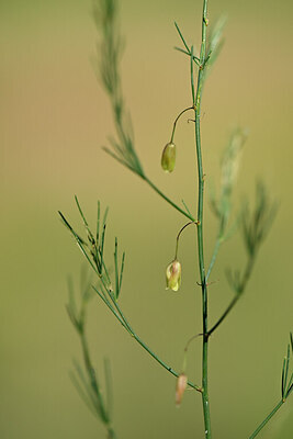 BUITEN BEELD Foto: 435494