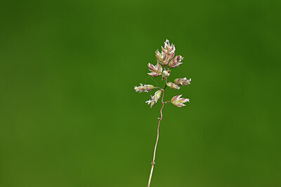 BUITEN BEELD Foto: 435498