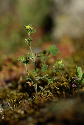 BUITEN BEELD Foto: 435500