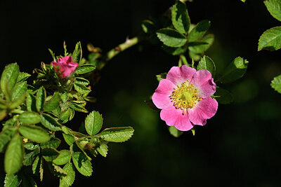 BUITEN BEELD Foto: 435501