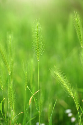 BUITEN BEELD Foto: 435502