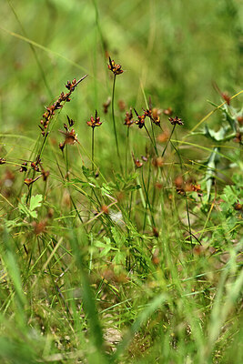 BUITEN BEELD Foto: 435504