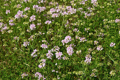 BUITEN BEELD Foto: 435511