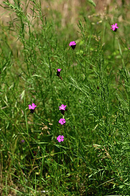 BUITEN BEELD Foto: 435516