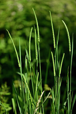 BUITEN BEELD Foto: 435517
