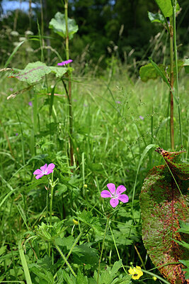 BUITEN BEELD Foto: 435519