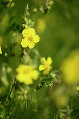 BUITEN BEELD Foto: 435520