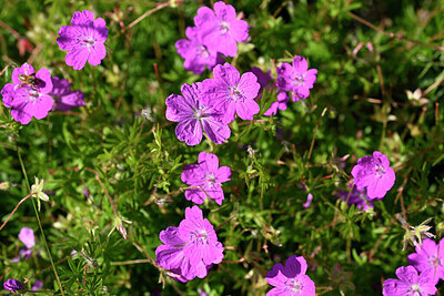 BUITEN BEELD Foto: 435521