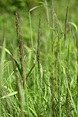 BUITEN BEELD Foto: 435525