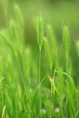 BUITEN BEELD Foto: 435527