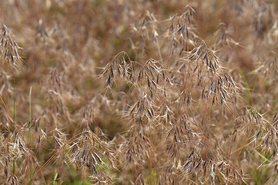 BUITEN BEELD Foto: 435528