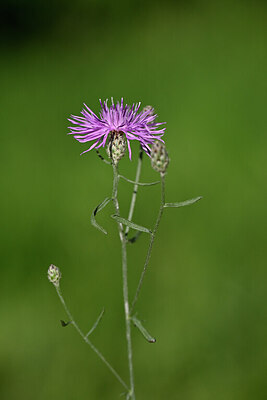 BUITEN BEELD Foto: 435530
