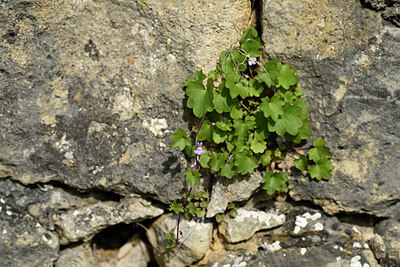 BUITEN BEELD Foto: 435534