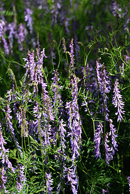 BUITEN BEELD Foto: 435535