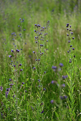 BUITEN BEELD Foto: 435539