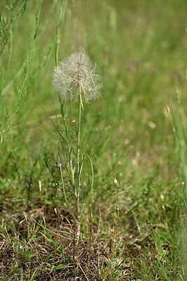 BUITEN BEELD Foto: 435540