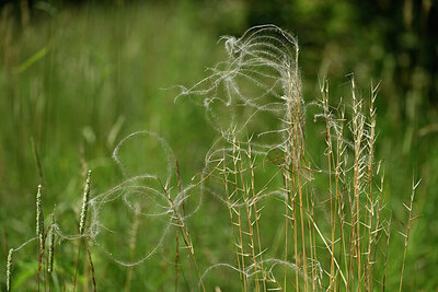 BUITEN BEELD Foto: 435541