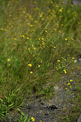 BUITEN BEELD Foto: 435542